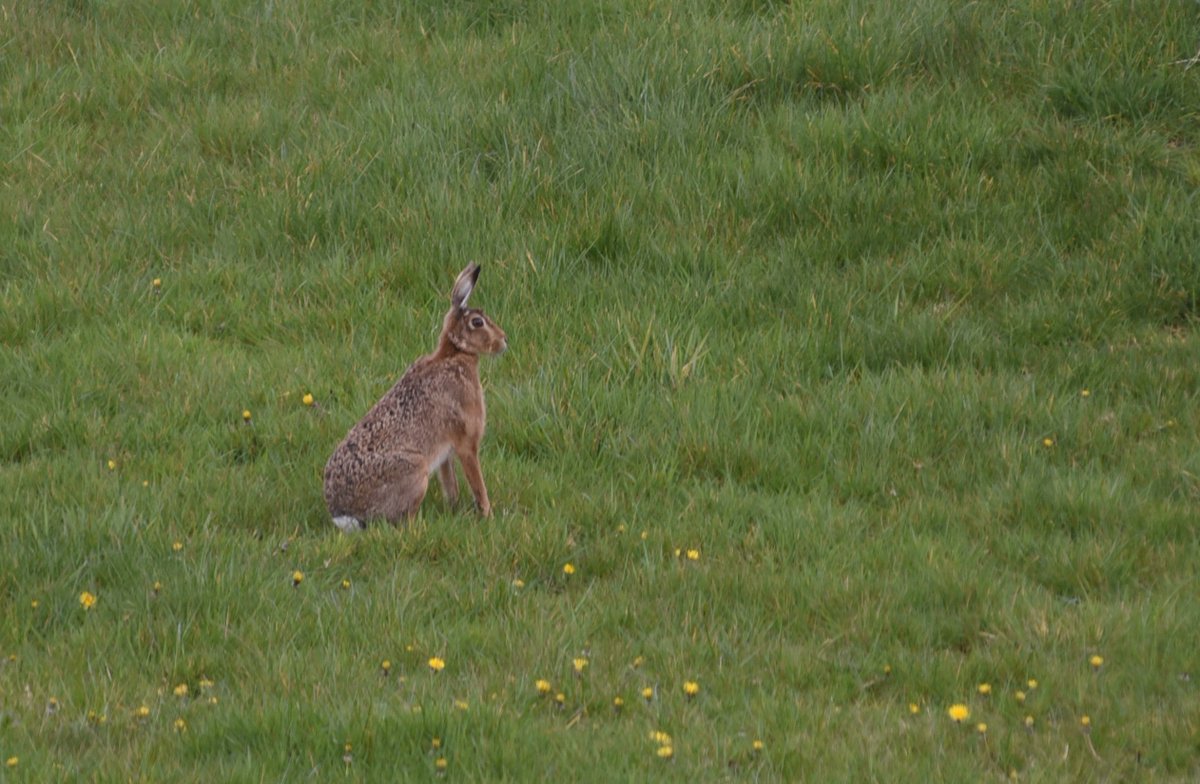 Brown Hare Kircudbrightshire