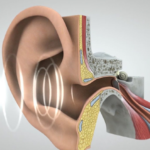 Hearing depends on a series of complex steps that change sound waves in the air into electrical signals. Watch this animated video to learn how sounds travel to the brain, where they are interpreted and understood: go.nih.gov/aXWef9a #NSLHM