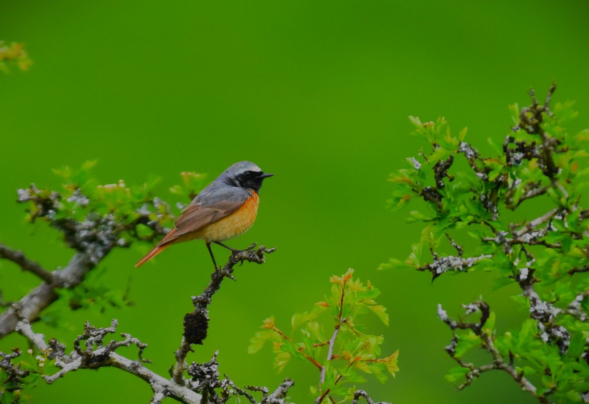 Exmoor Redstart at the weekend.