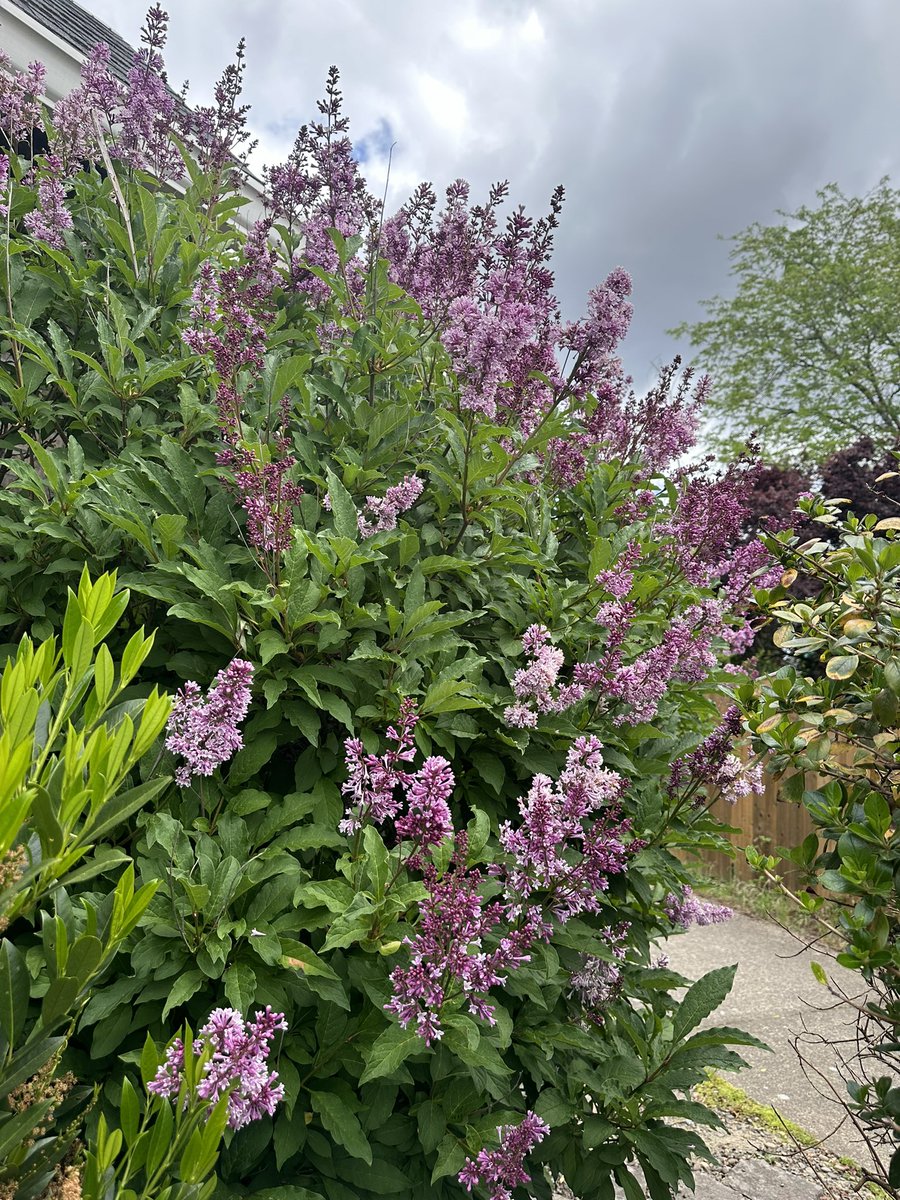 Lilacs are my fav flower. 

My bush is finally blooming; it’s much different than any other lilac bush I’ve seen, and it blooms almost a month later than everyone else’s.

She’s just like me fr 💜