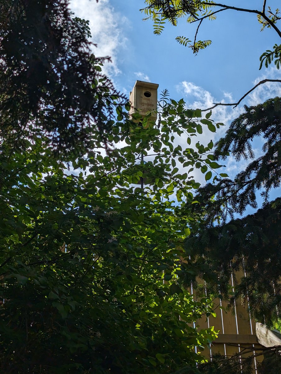 Today's project: installing an owl house for Mrs Bikes' backyard nature preserve. Thanks to @salthaven_org and  Wild Birds Unlimited