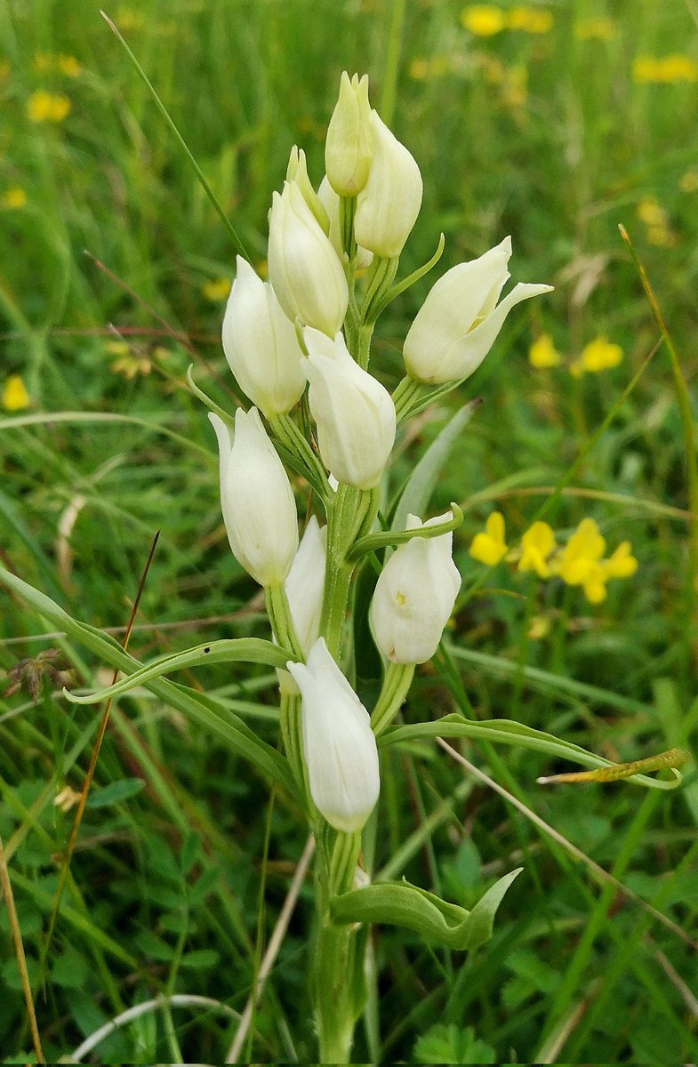 A very elegant White Helleborine @ukorchids