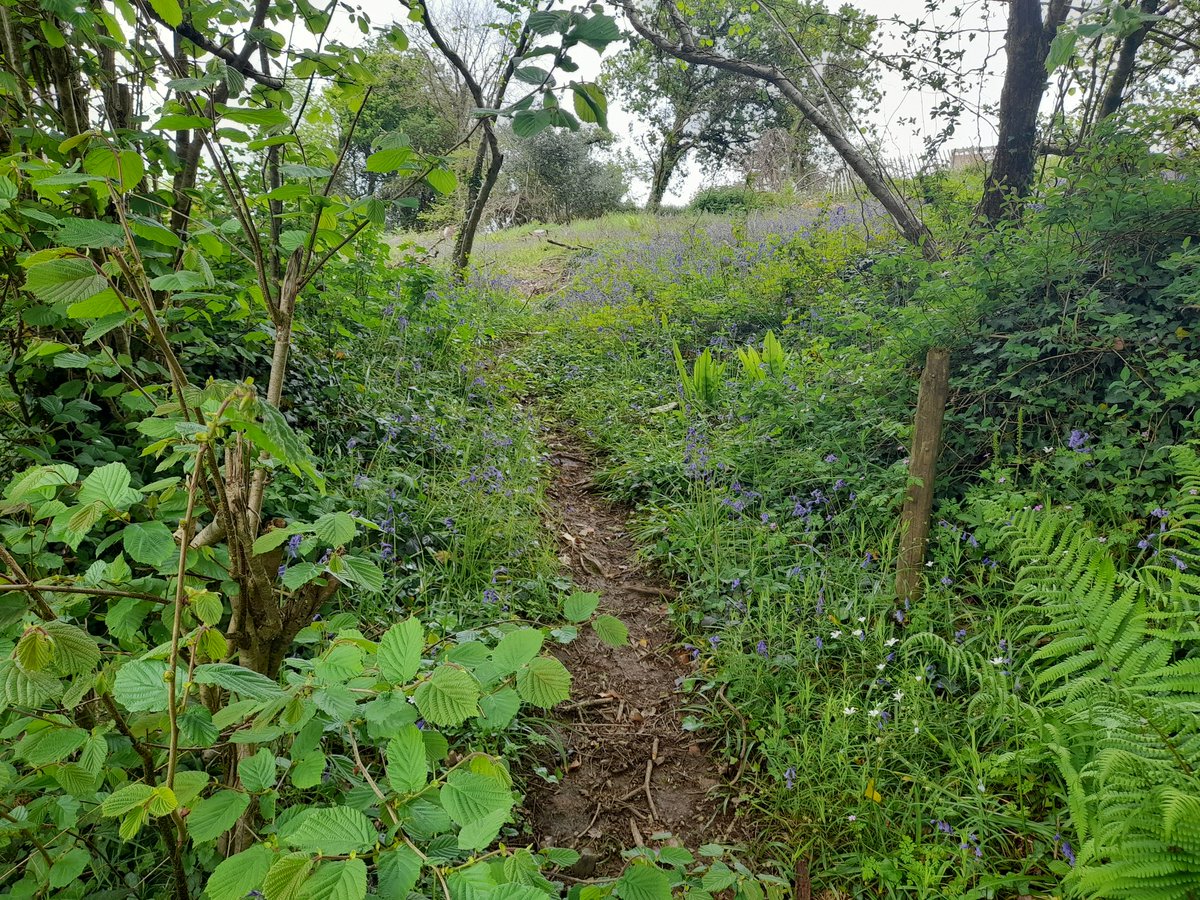 HallidayLou's tweet photo. There maybe a distinct lack of Larch trees, but thankfully the bluebells are once again thriving 🪻🌳🩵.

#bluebells #woodland #countryside #Cornwall #nature #green #outdoors #trees #flowers https://t.co/RbKBTox3W7