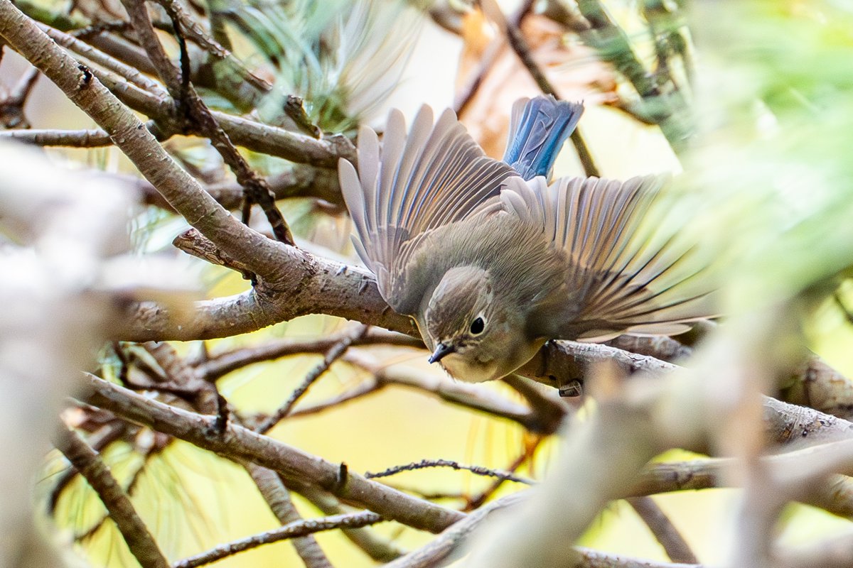 ルリビタキ撮影。 　 　 #ルリビタキ #ルリビタキ雌 #可愛い #野鳥大好き #北海道３大かわいい動物