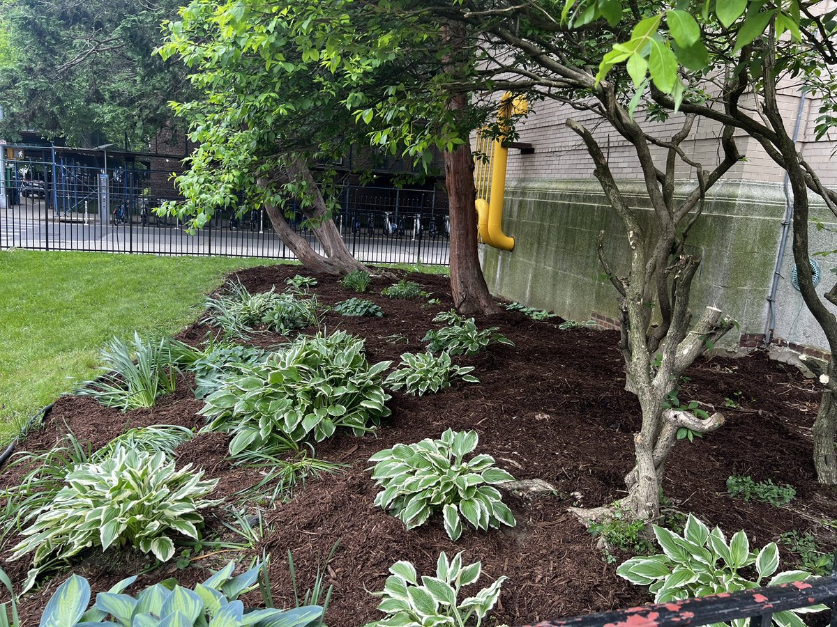 Another wonderful morning gardening. Today we were joined by a team fromMalkhut & got a lot of work done. Thank you! We will be out again next Saturday from 10am until 1pm. Join us - we provide gloves & tools. #OpenStreets #34AveOpenStreets #citiesforpeople #streetsforpeople