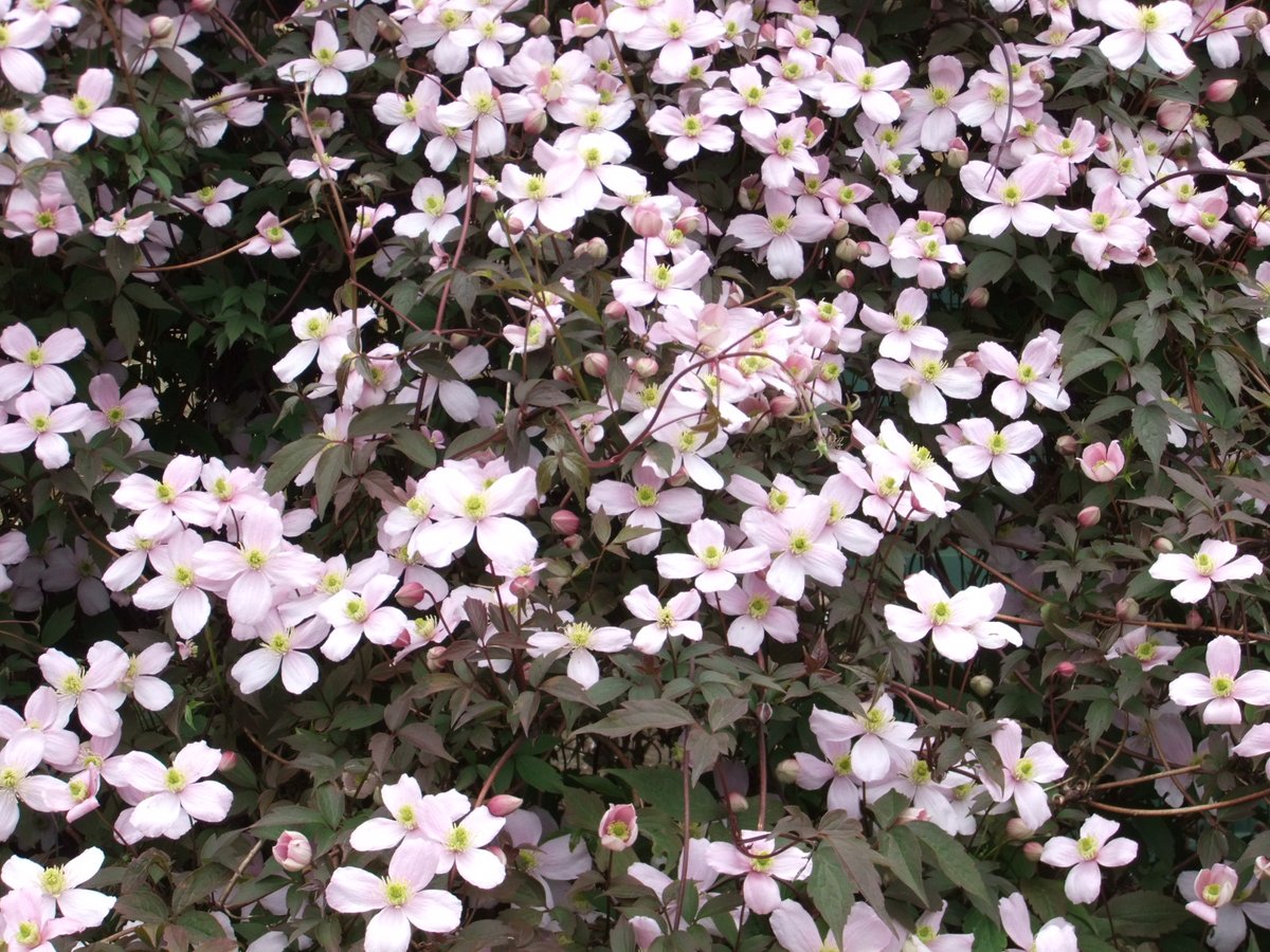 Garden Tip of the Day: Group 1 Clematis (C. alpina, armandii, cirrhosa, macropetala and montana) bloom in early spring. Their buds set the previous season on old wood. They only need light pruning after flowering to clear out dead wood and keep stems tidy. #gardendc #gardening