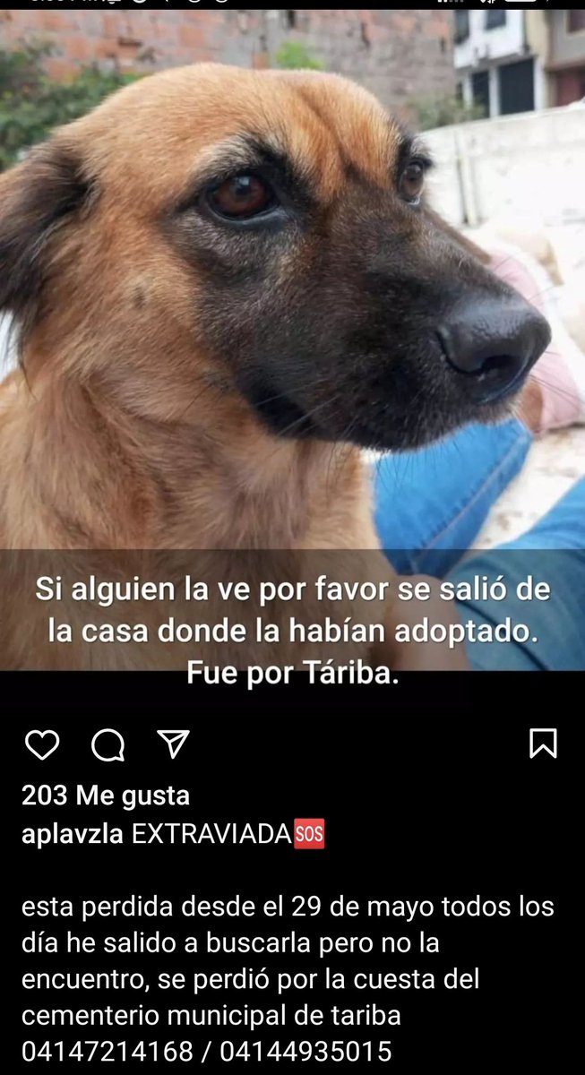 Atención amigos del #Táchira Este peludito se extravió en #Tariba . Por favor, si lo ven... Se agradece resguardo.

Gracias a todos por difundir.

<a href="/PerroUsuario/">PerroUsuario Wof '•'</a> 

Contacto al final del post .