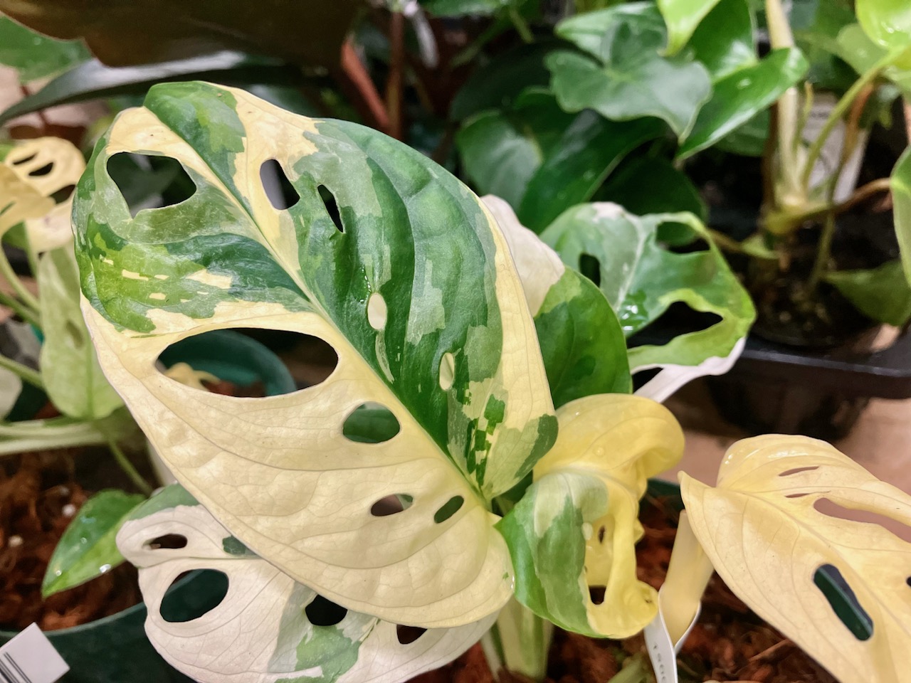Amazon.co.jp: 斑入りマドカズラ 希少 観葉植物Monstera