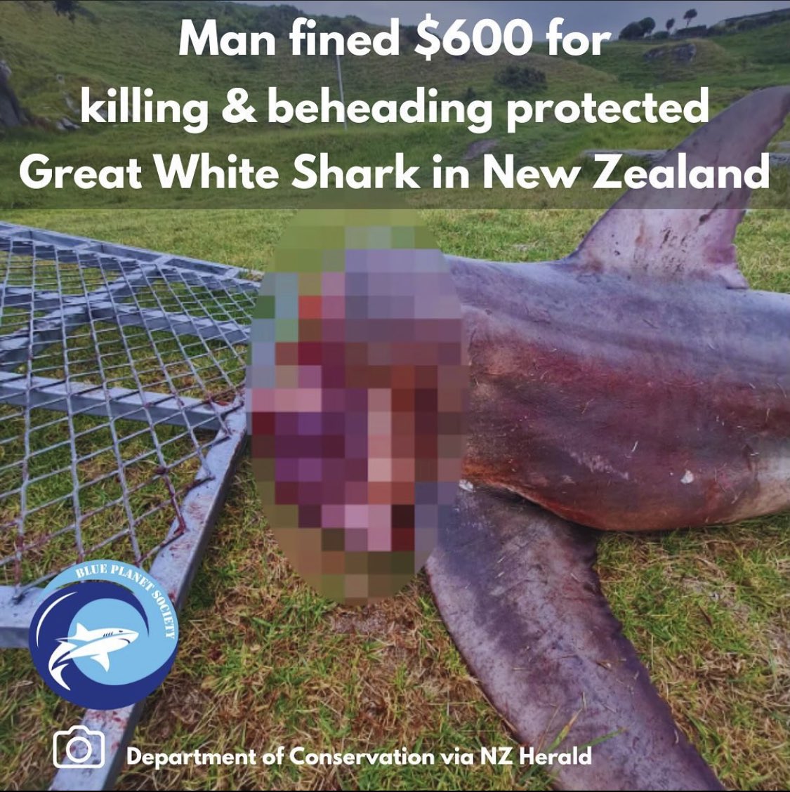 A great white shark jaw can sell for $50K USD. @docgovtnz slapping this poacher on the wrist with a $600 fine just encourages him to kill more. We in the west point the finger at the Asian fin trade for wiping out sharks while we ignore the multimillion dollar jaw trophy trade.