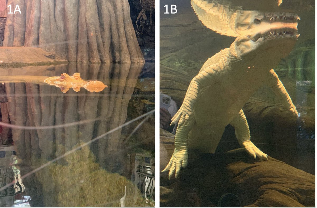 I took 2 images within 1s of Claude the Alligator @calacademy to show the threat to human health from genetic disease.
Fig 1A - how many are being worked on by editing biotechnology companies.
Fig 1B - the actual size of the threat.
No, it's NOT because delivery or off-targets.