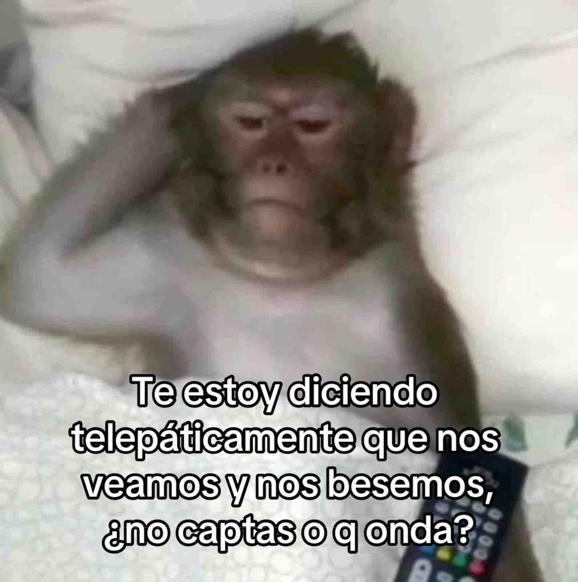 El Guarromántico tweet media