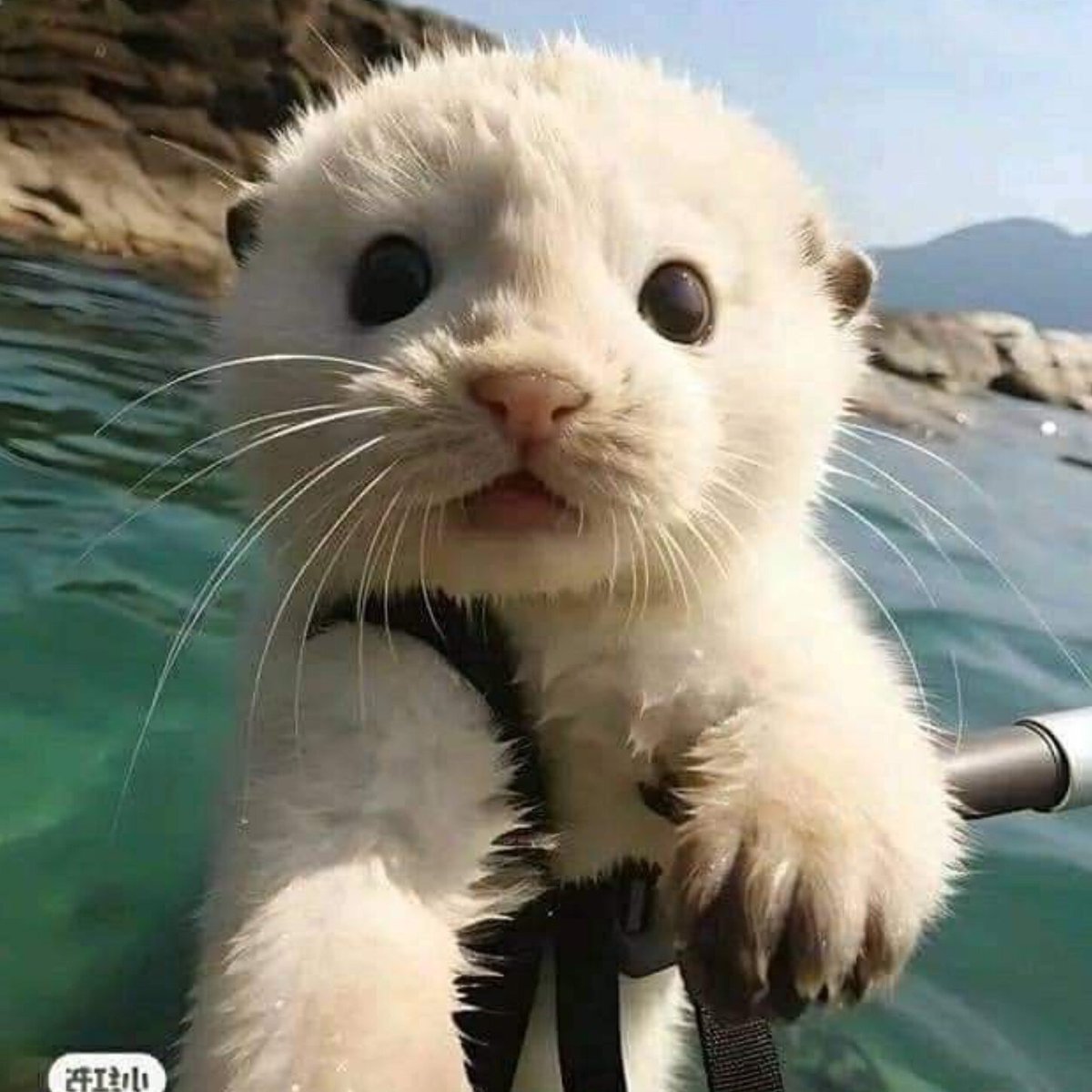 shotaro as otters 🦦 (@shotaroasotter) on Twitter photo 