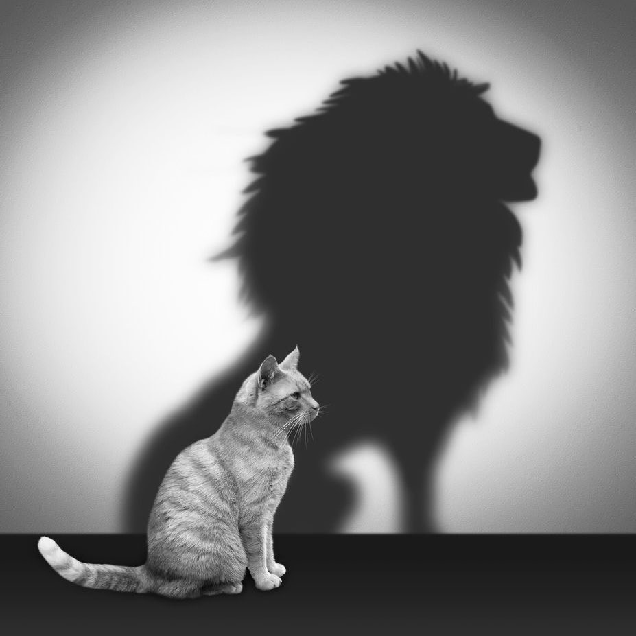 comfort for Nyanakin stans 🩷🐈 (@nyanakincomfort) on Twitter photo 