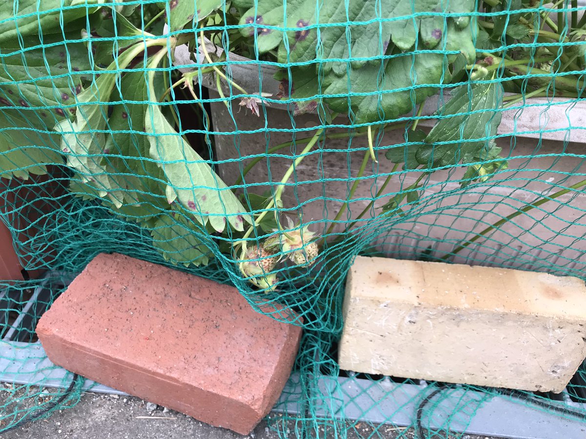 今日収穫しようと思ってたイチゴが盗まれたー！🍓 ネット張ってるのに手を突っ込んで… なんか悲しいねー🥲 それだけ貧富の差が広がってるのかな？