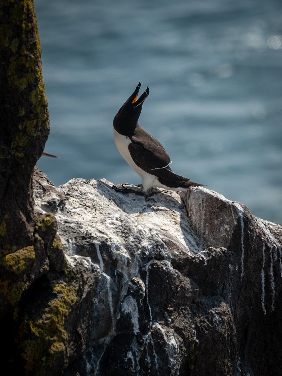 Razorbill on a perfect day on the Isle of May today