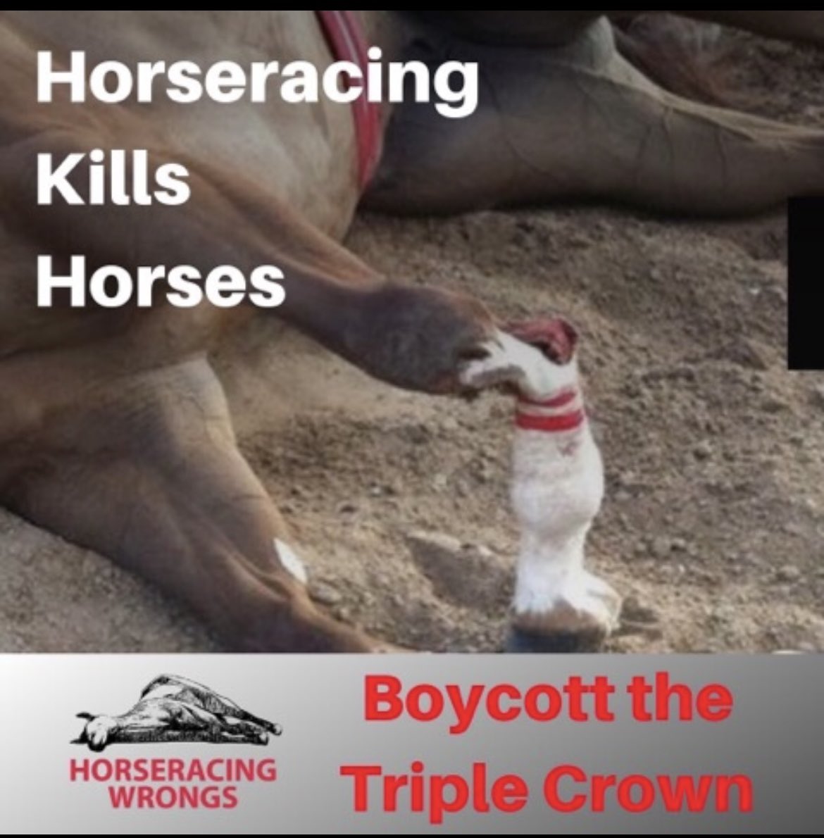 If horseracing is a sport, then that word must be redefined, for “The Sport of Kings” resembles no other accepted sport on the planet. #EndHorseracing #HorseracingKillsHorses  #Preakness149 #Preakness 
In what other sport are the athletes:
horseracingwrongs.org/the-big-lie/