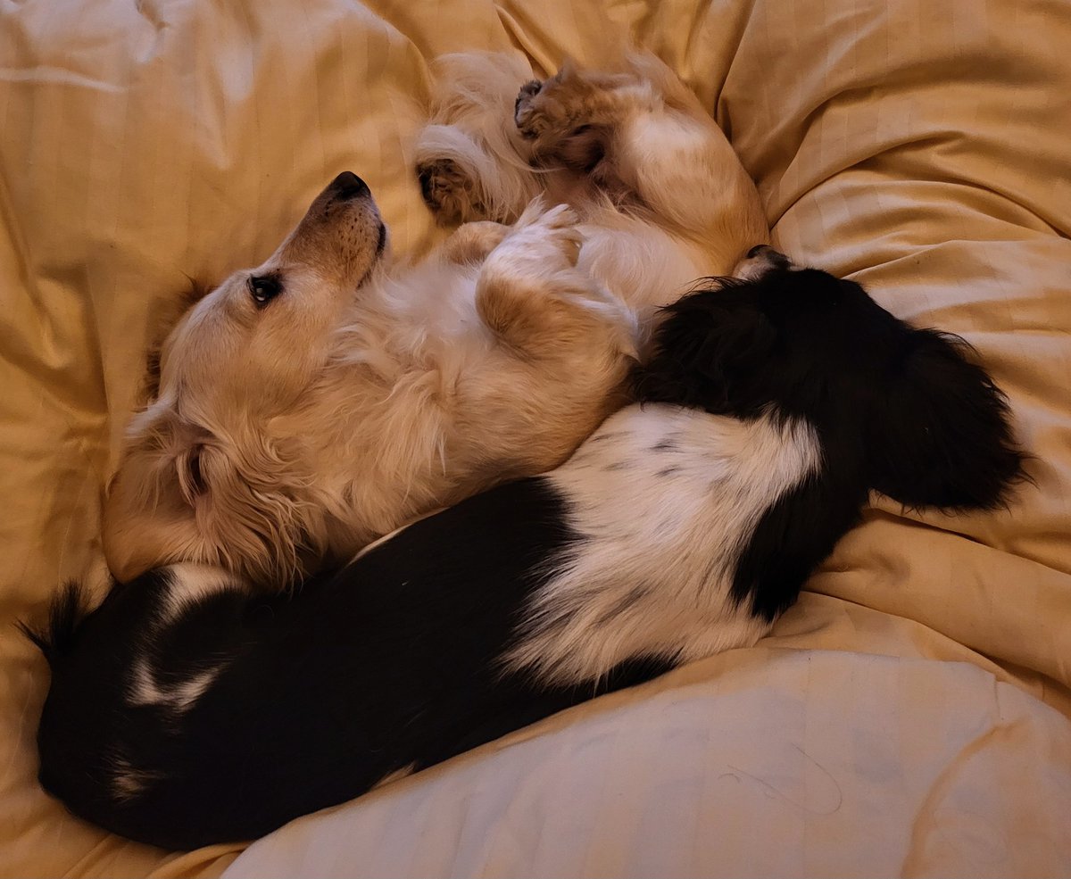 Bandita is big enough to switch places now and then..... 😊🐾 #Bandita #Zelda #DogsofTwittter #Dachshund #Doxie #Teckel