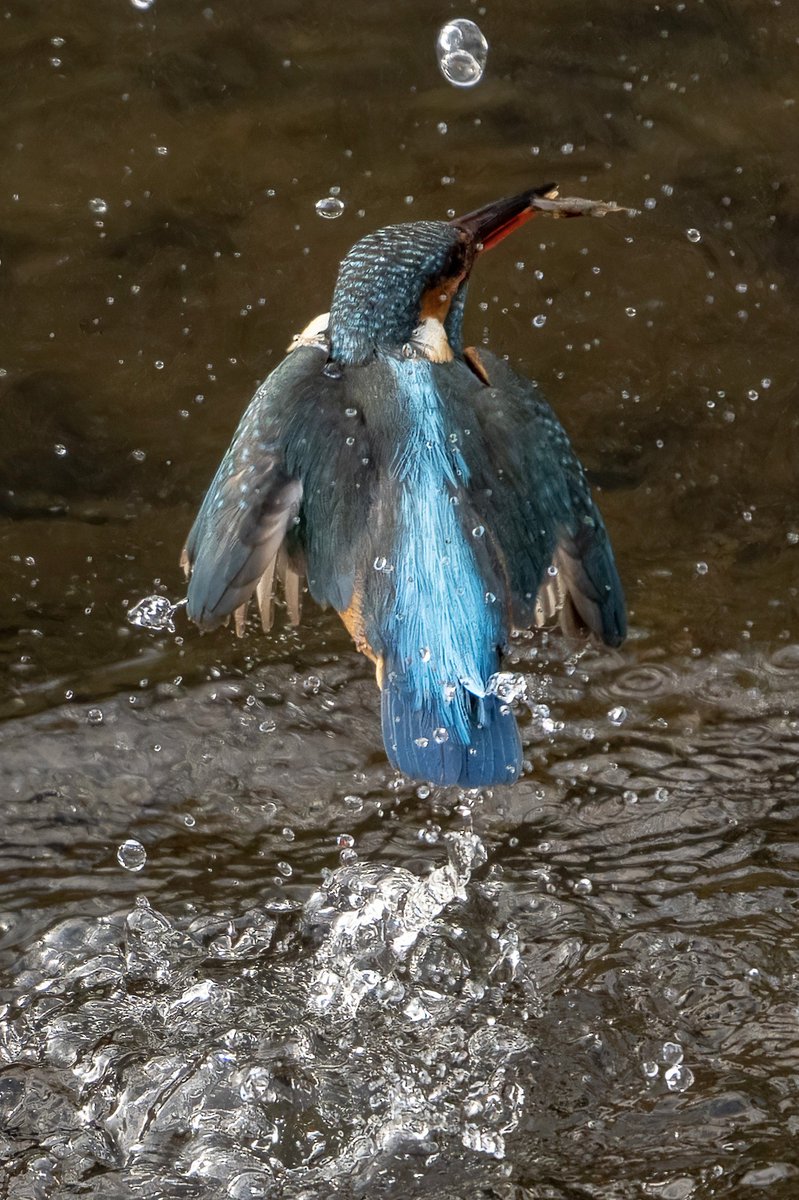 カワセミの離水捉える

向きはまずまず

#カワセミ #Kingfisher
 #野鳥 #α7IV