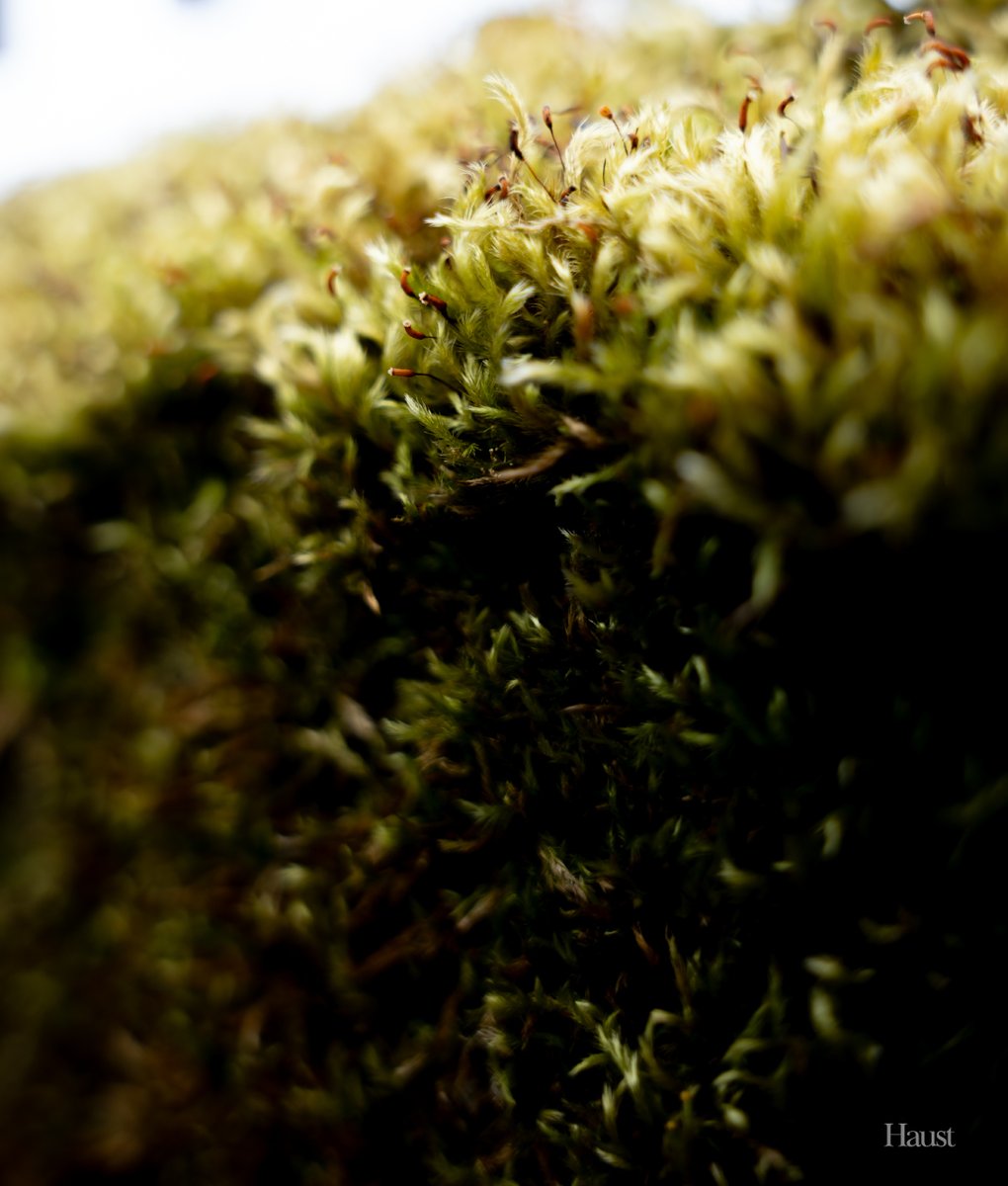 The tiny worlds around us. Look closely 🌿

#macrophotography #nature #NaturePhotography #photographer #photography #PhotographyIsArt  #landscapephotography #moss