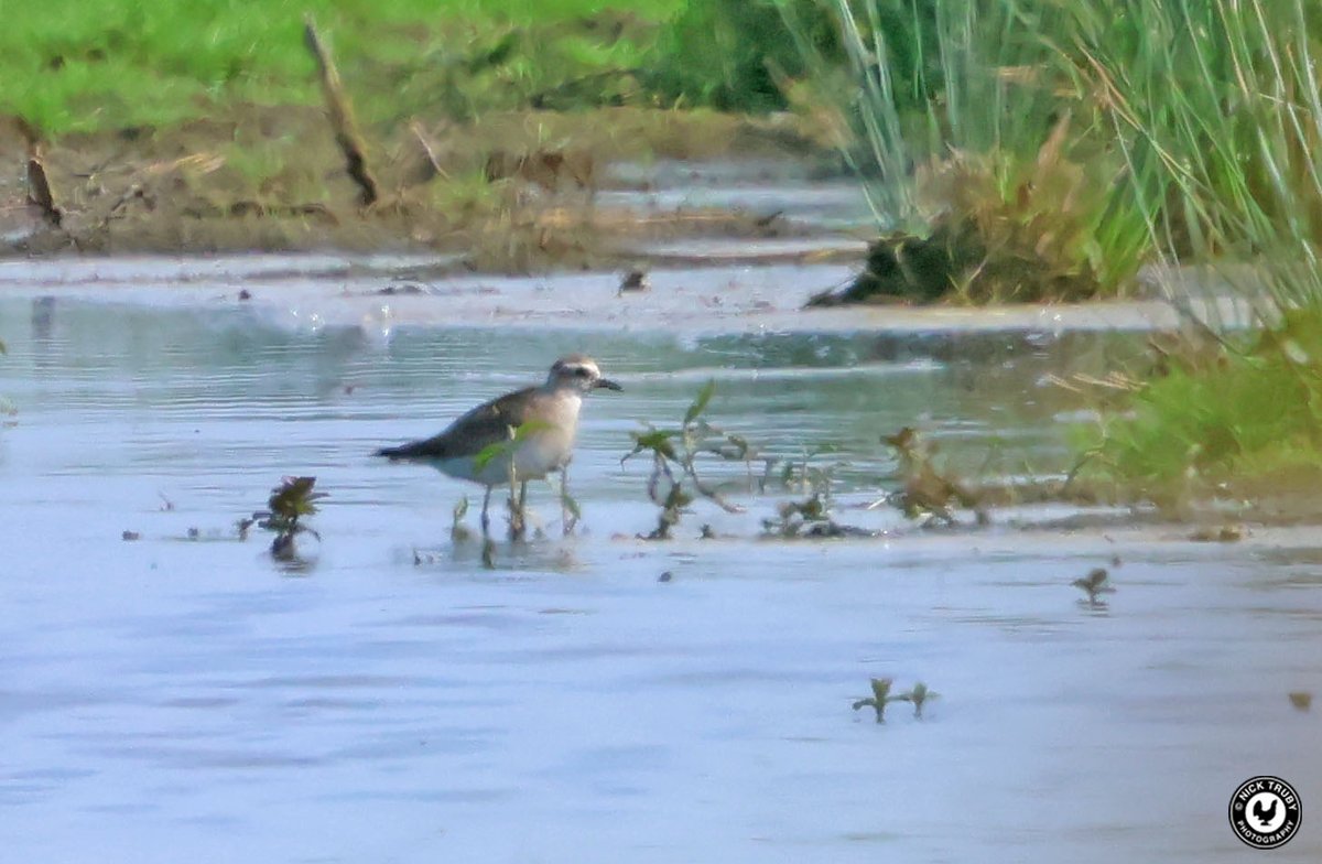 The 1st summer American Golden Plover at Covent Byall Fen this afternoon. Long walk, distant bird. What's not to like? Record shot… @BirdGuides @CambsBirdClub @wildlifebcn @Recordshotmyars @waderquest