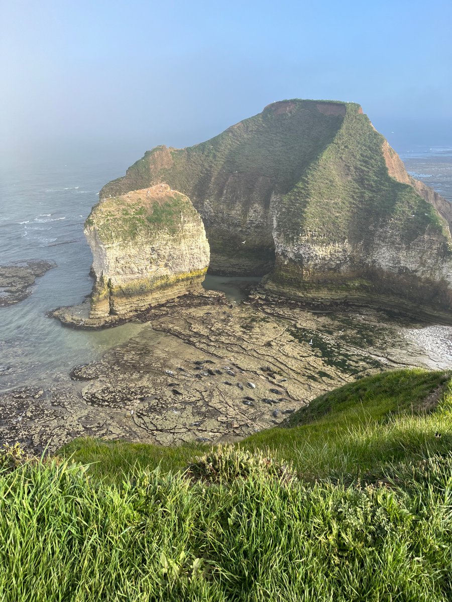 Fun to watch the seals off Flamborough Head this afternoon 🦭