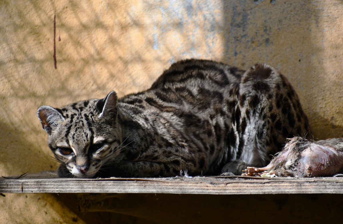 Ocelot nadrzewny zwany także margajem zamieszkał w Nowym ZOO w Poznaniu. To kotka imieniem Mimi, przyjechała z Boissiere we Francji.

#OcelotNadrzewny #margaj #Zoo #Poznan