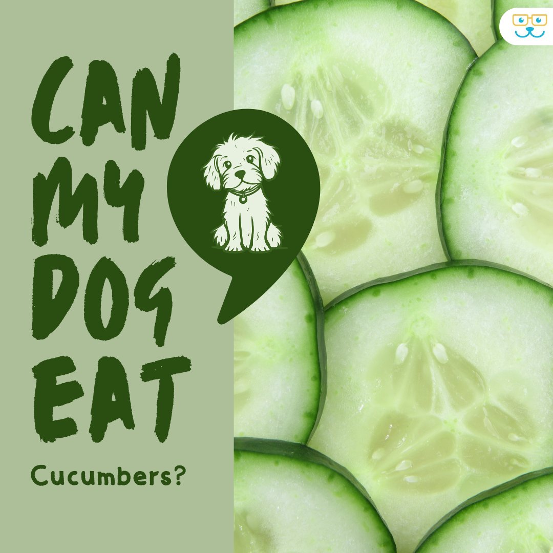 Ccumbers are a safe and crunchy option for your dog, containing only 8 calories per half cup—much less than a typical dog biscuit. 🥒🐕 They're also low in sodium and fat-free. #vieravet #HealthyPets #DogHealth #VetTips