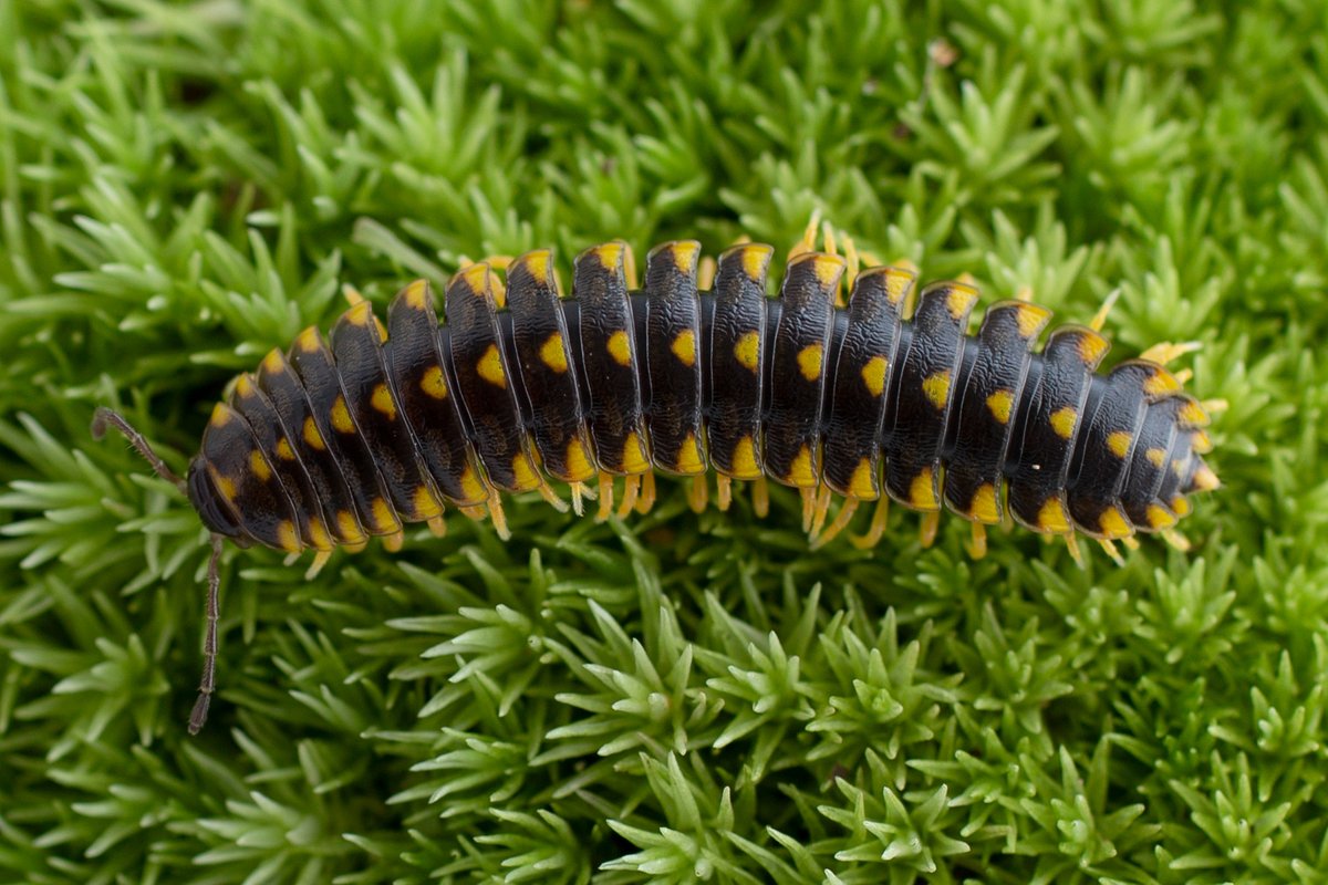 Millipede aficionados — this summer (11 - 16 June), Dr. Bruce Snyder @1000pede will be teaching a millipede identification course at Highlands Biological Station @HighlandsBIO Register here! highlandsbiological.org/summer-2024-ac…