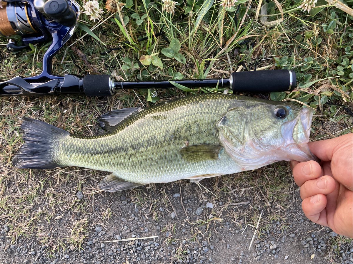 朝活きもちぃーー😊
当たり方がぬるっとしてたから
ナマズか雷魚だと思ってビクビク巻いてたら、バスだったから焦って水際まで降りようとしたら、朝露で足滑らせてケツ強打😅