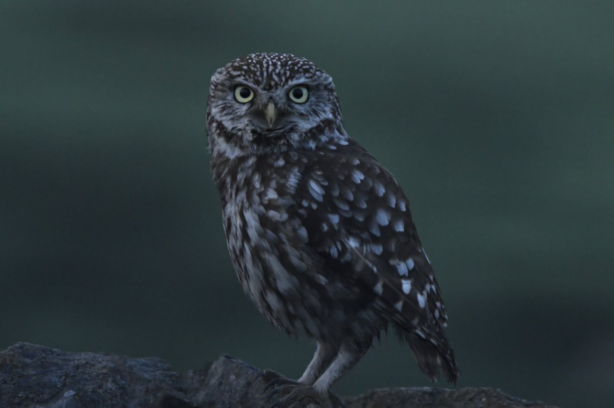 Weardale little owl at dawn this morning.