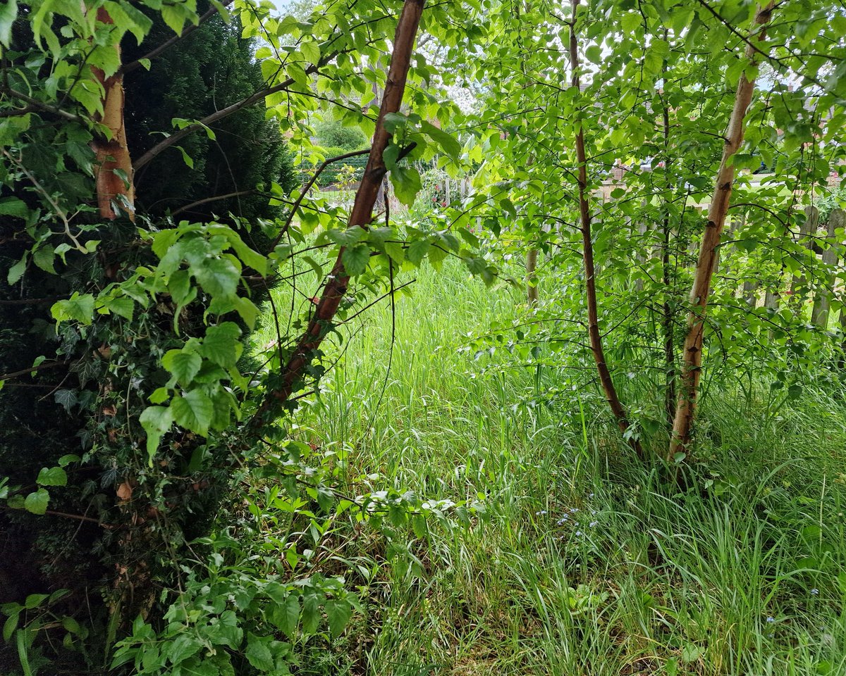 Natalie24914765's tweet image. The view from my front room window. This is why I get up each day and advocate for sustainable development over unsustainable and poor status quo practices. 

#LoveNature
#EcosystemsSOS
#WildlifeTrusts
#HiddenPeat
#ClimateEmergency
#GoodPractice for #PeopleAndPlanet