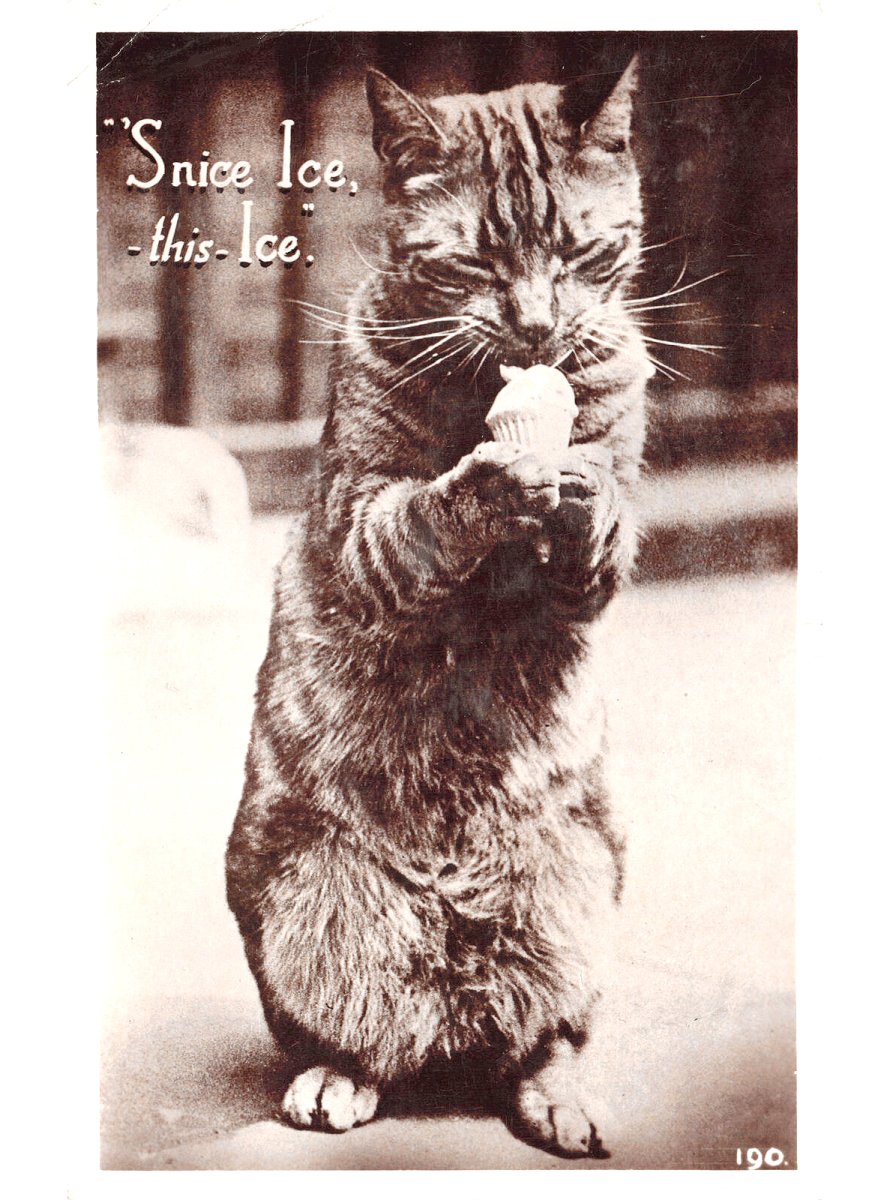 It's warming up. Maybe we could stop for #IceCream this #Caturday. #Cats #Postcards #Postcard #OldPostcards #CatsOfTwitter