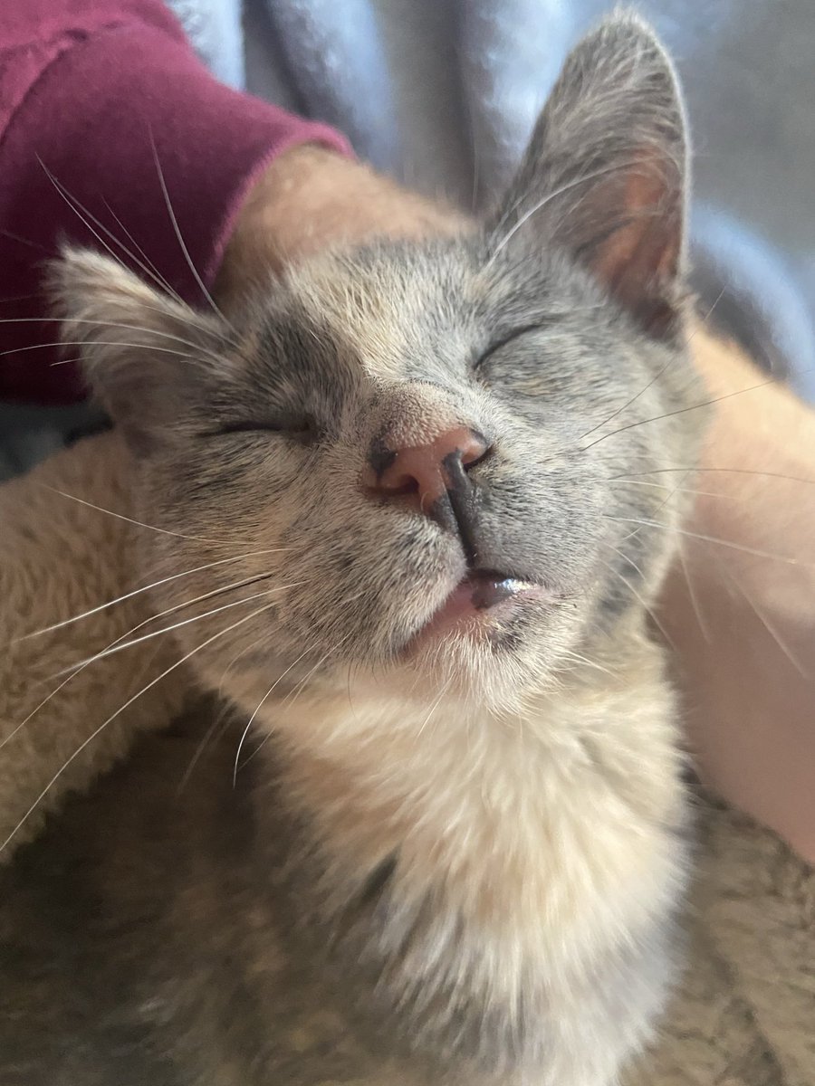 RuthWobbles's tweet photo. zzzzz https://t.co/obzLYqpySS