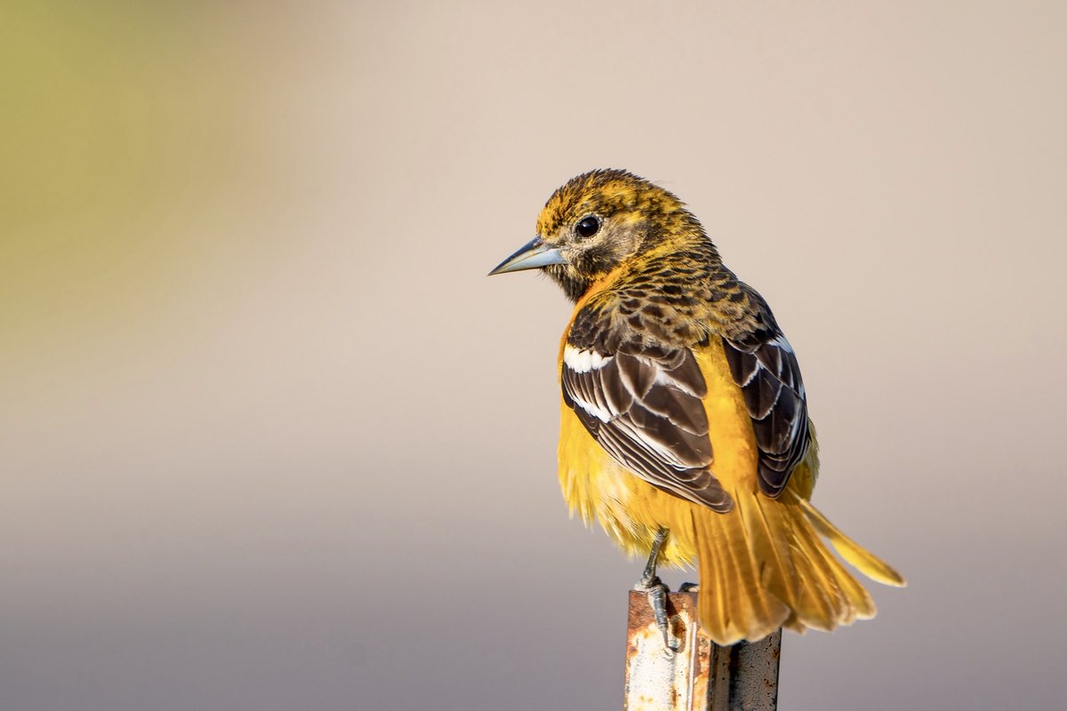 romeerizwan's tweet photo. Baltimore Orioles are some of the most colorful birds in North America. #weekendbirding #nature #birds #orioles https://t.co/P4HnVWGMAM