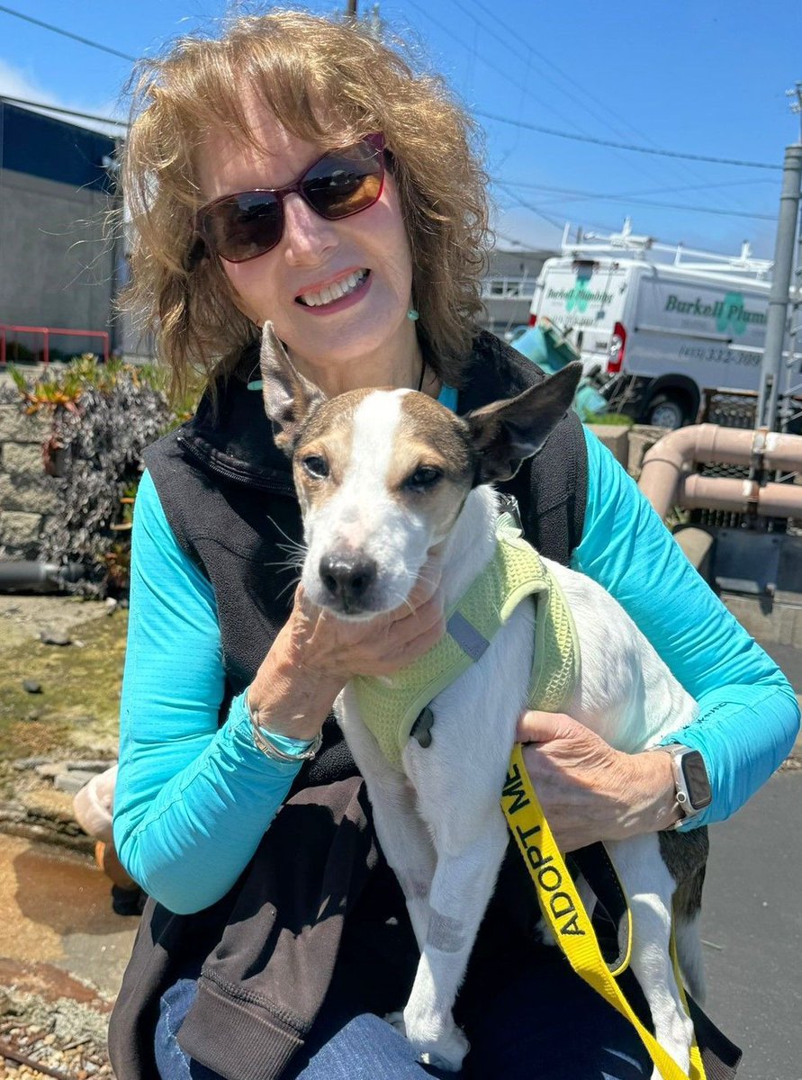 Russell is officially with Sue & her family in Novato!😊 They were looking for a #JackRussell just like Russell and found him at Muttville through @AdoptaPetcom👏