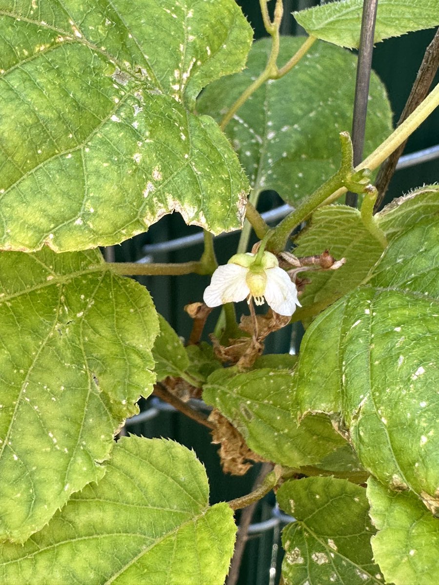 Fortapachefun's tweet image. Kiwi berry blossoms