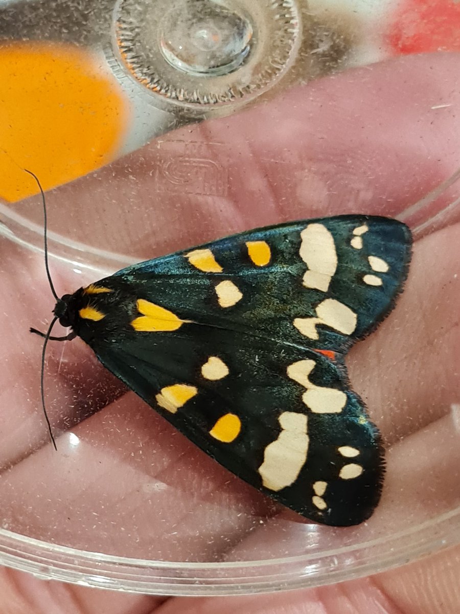 Moth trap looks busiest as it has all year. Lime hawk moth in the trap, and this nfy scarlet tiger was potted from the outside. Common, but still beautiful and welcome!! Gwent levels #mothsmatter #teammoth