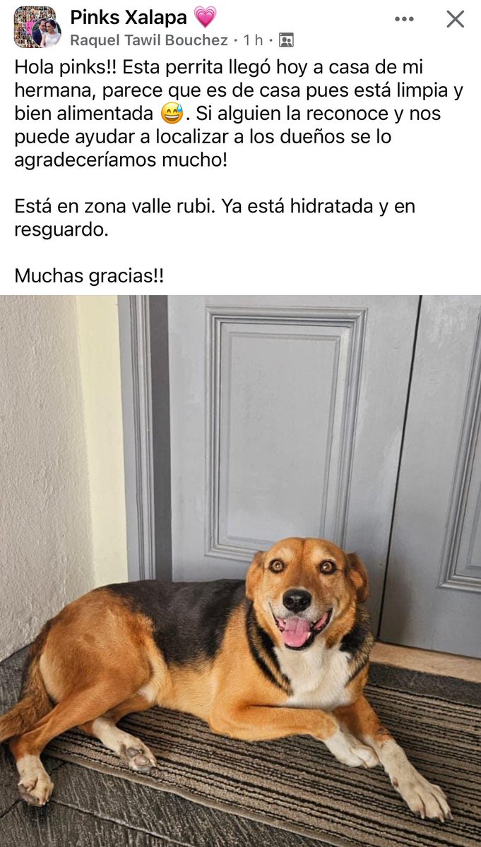 Buscan a CAMELIA🐶, la vieron en Valle Rubí! #Xalapa @AbelMucino @PacoDizfinck @pilykuera @aasullegna @VialidadXalapa @mageba04 @anicienta_6 @tierraverde1943 @sara_juarez @marydebeck @Mtra_Shaira @camellinlove @Corintiacruz @mayteponm @ColonosAnimas @CECILLIA36 @PopColorsXal