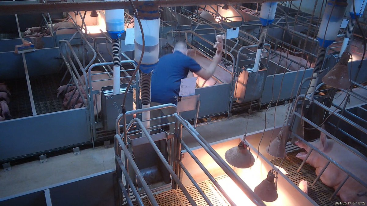 If you buy &amp; eat  #Bacon #Pork #Ham  the pig industry literally fucks pigs every way they can on your behalf.

From piglet thumping to sow crates to Brad the pig rapist at  #MidlandBacon, Carag Carag Victoria.  Horrific 💔😞 

#violence #EndAnimalAg #BeVegan