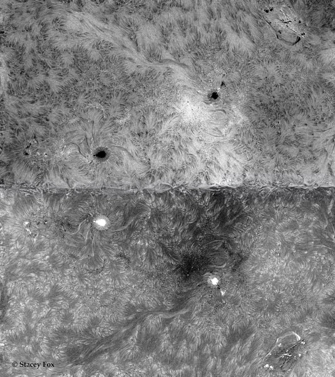 StaceyFoxArtist's tweet photo. Fun with imaging and inverting active regions today on our #sun @svtelescopes #sv70t with @zwoastro #zwofocuser #asi1600mmpro #asiairpro @daystar_filters #quarkchromosphere #Astrophotography #sunspots #spaceweather 🔭✨🌞 https://t.co/9qhZ6UVl0n