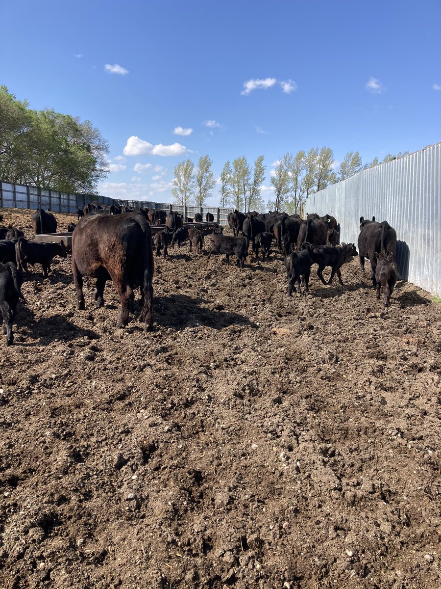 Last group of calves worked. 
Go to pasture next week.