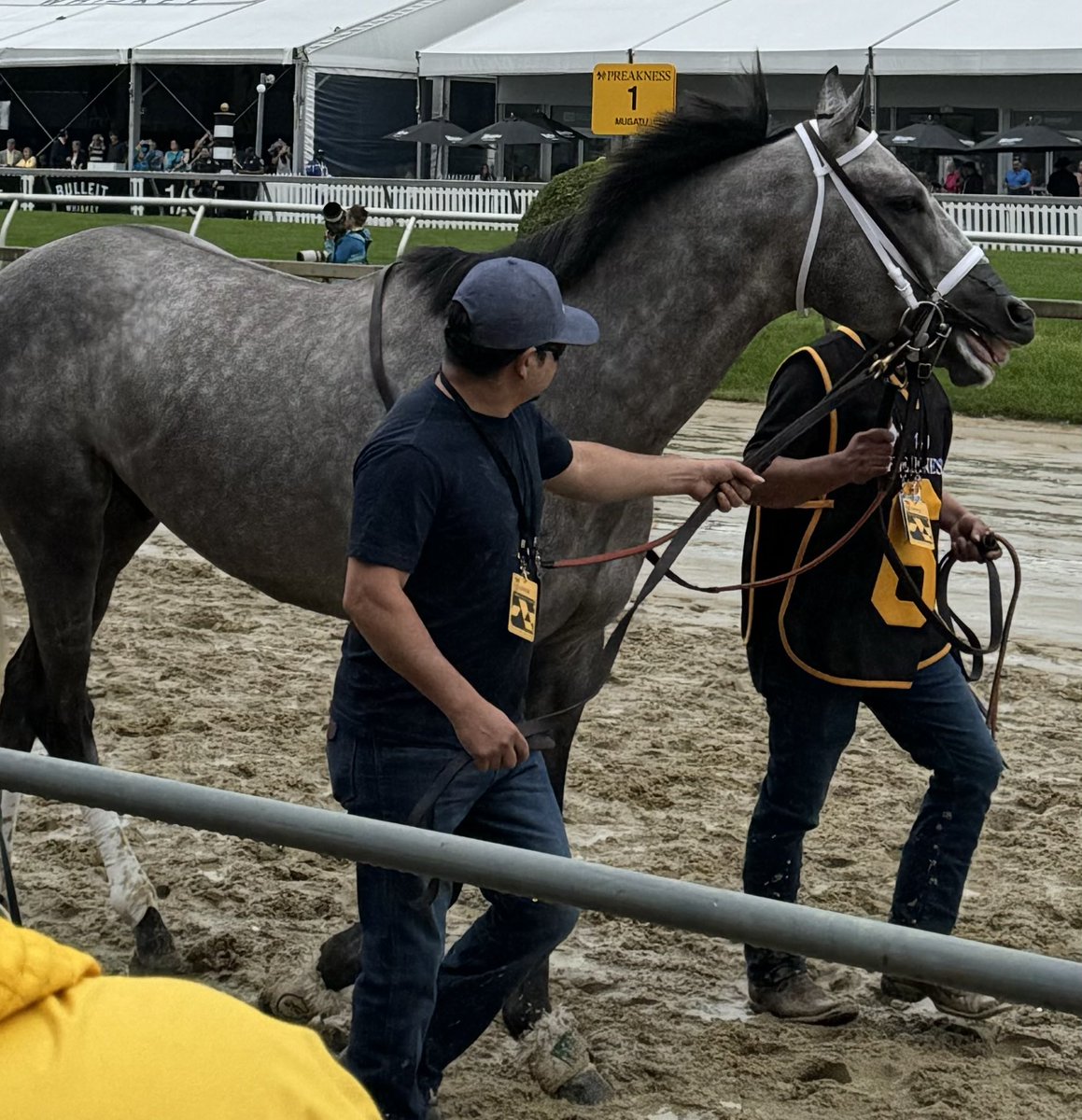 Seize The Grey #Preakness