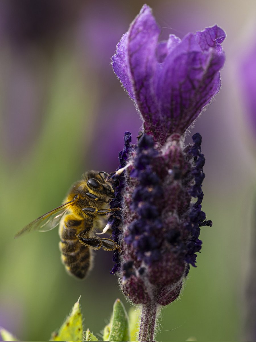 If you want bees grow lavender #Togtweeter #ThePhotoHour #snapyourworld #insects #flies #pollinators #flowers #plants #NaturePhotography #bee #hoverfly #bumblebee