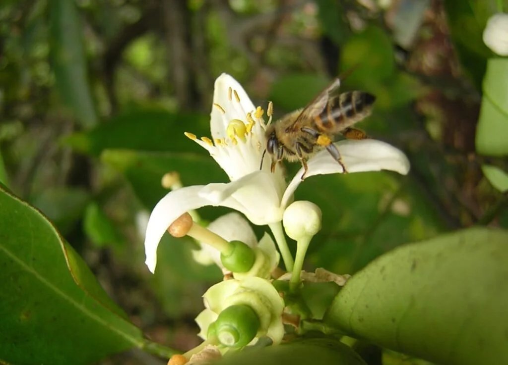 #LaChacra Día mundial de las abejas: Misiones potencia al sector apícola economis.com.ar/dia-mundial-de…