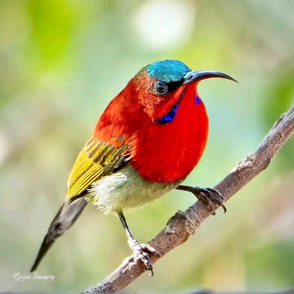 Crimson Sunbird

📷 Gagan Gyan ©️

#birds #photography #nature #wildlife