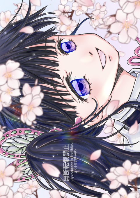 「cherry blossoms petals」 illustration images(Latest)