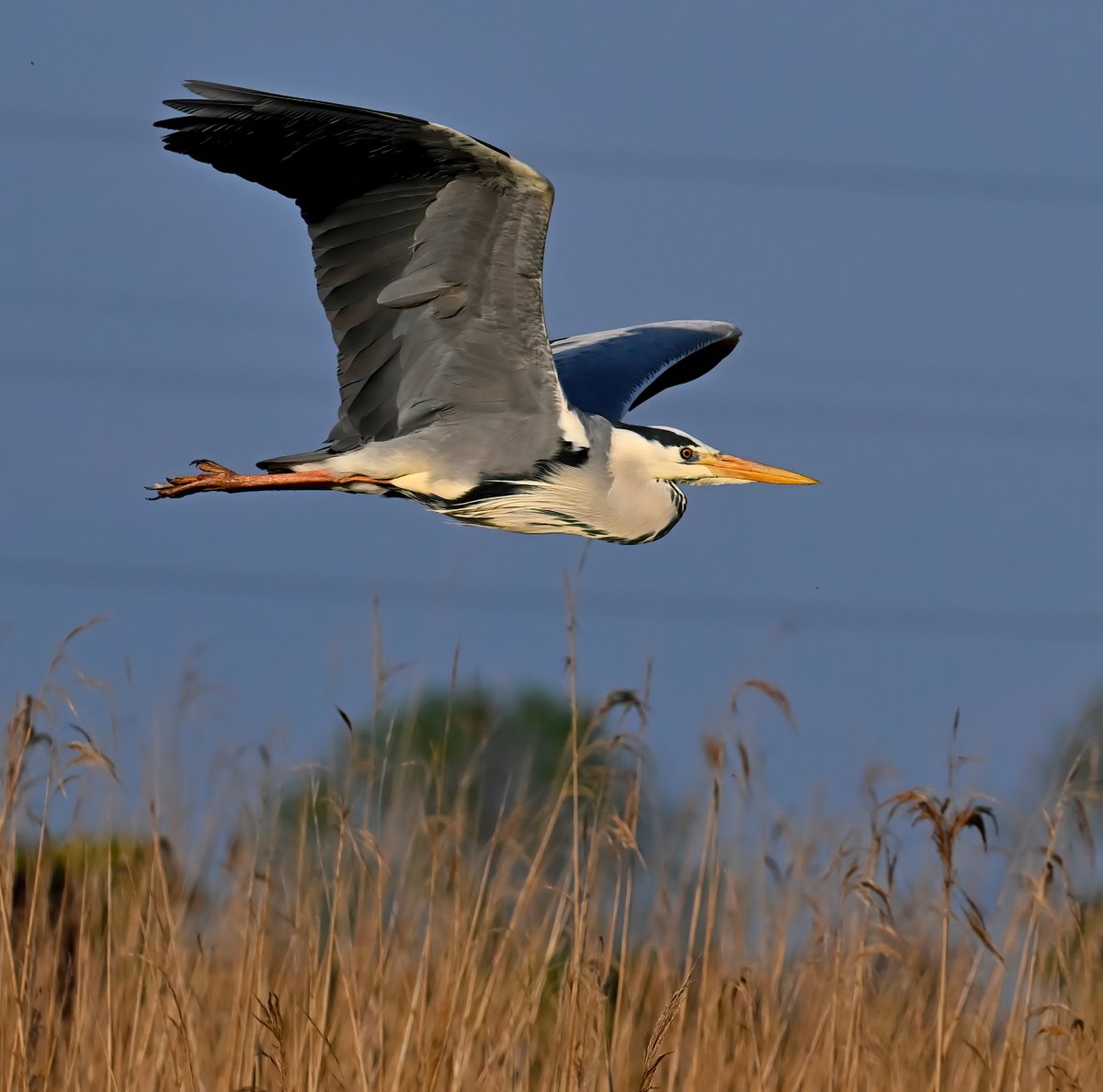 Grey Heron over the reeds. 😊
 Taken last week at RSPB Greylake in Somerset. 🐦