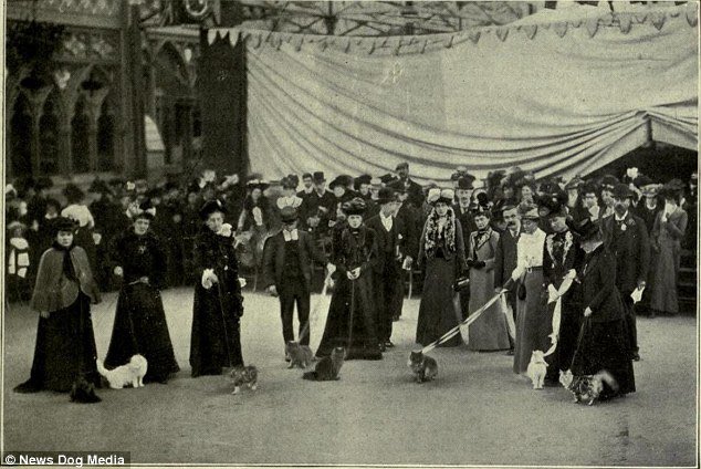A bit of #Caturday history: The first Championship Cat Show at the Crystal Palace, London, 1871.