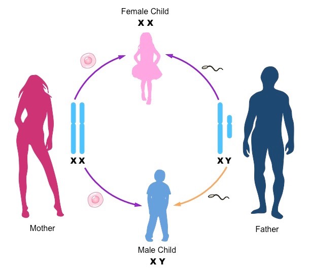 There is no complexity to the issue. XY = male sex XX = female sex [Or, in <1% of cases, anything else with a Y is of the male sex, anything without a Y is of the female sex.] Those whose sex and anatomy are male need to stay out of women's spaces. #SexNotGender