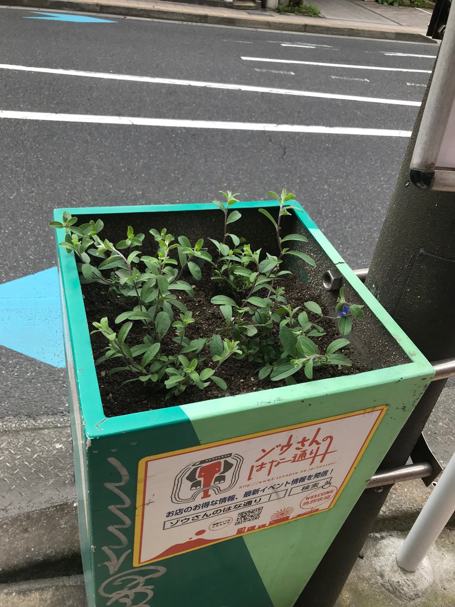 平田公園清掃からの商店街花壇植え替えでした。